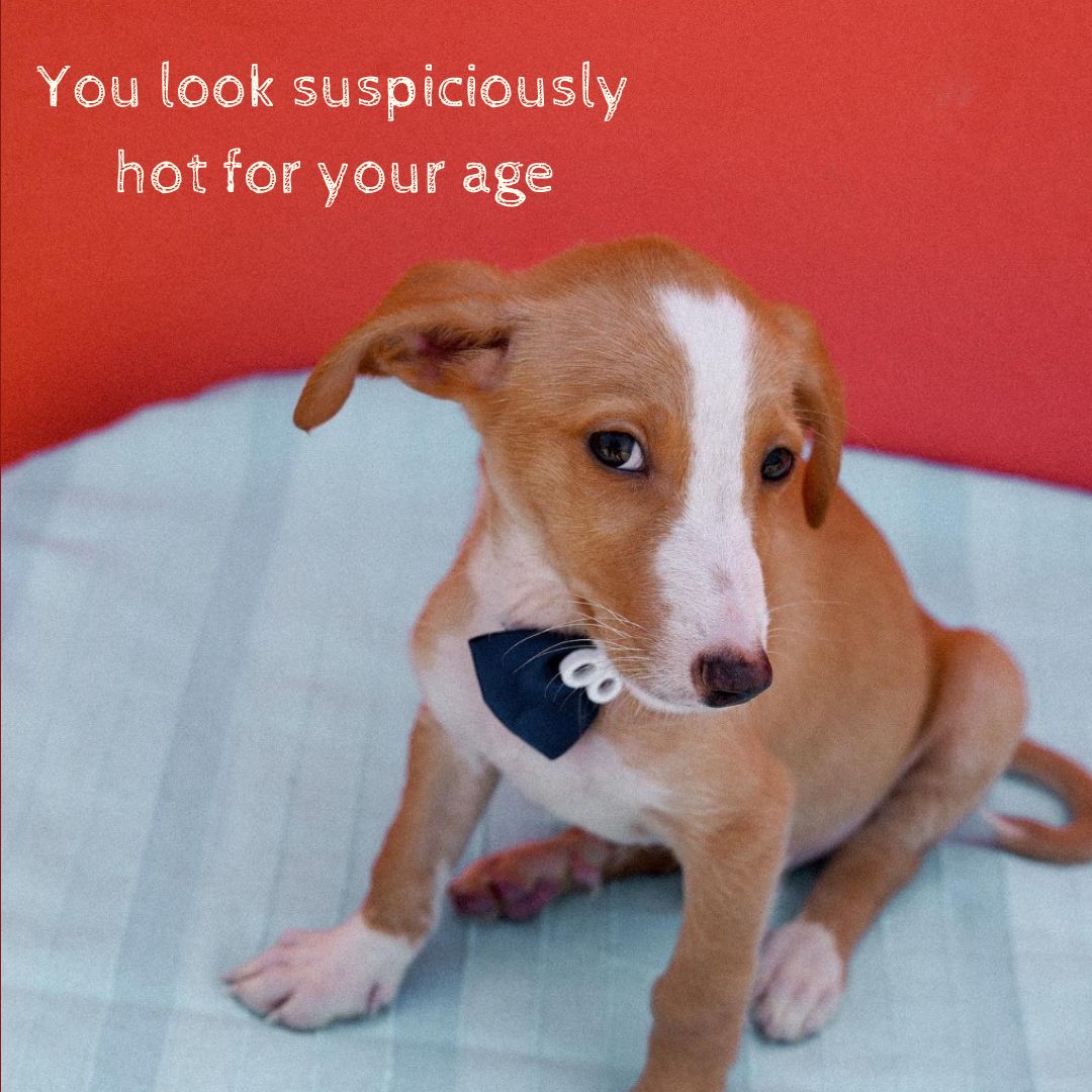 Doggo meme cards by Svenja