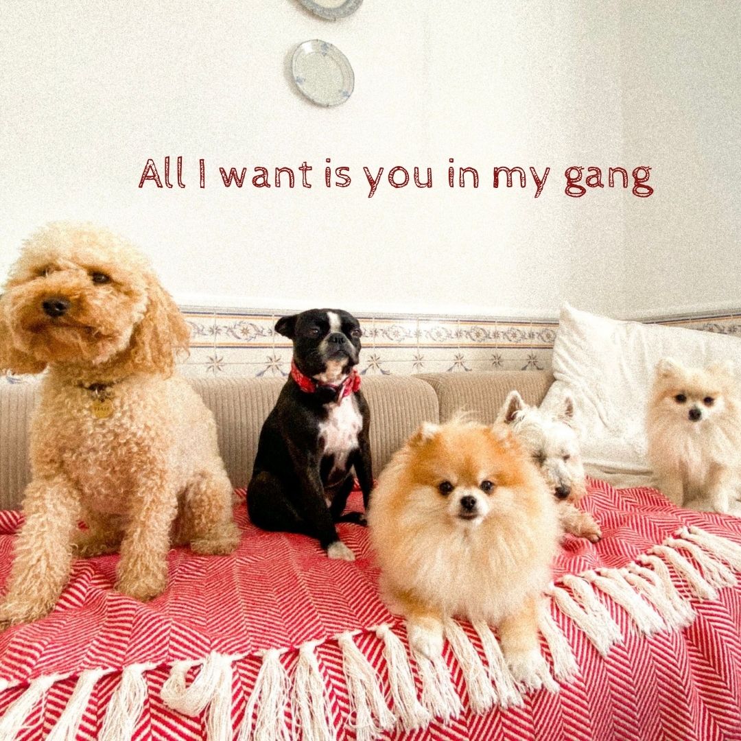 Doggo meme cards by Svenja
