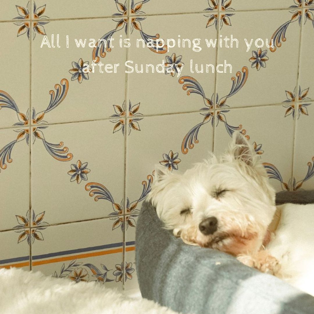 Doggo meme cards by Svenja