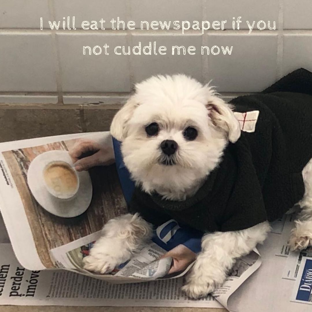 Doggo meme cards by Svenja